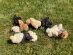 Kuikens