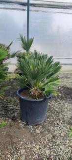 Chamaerops vulcano palmboom, Tuin en Terras, Planten | Tuinplanten, Ophalen of Verzenden