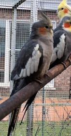 ÉCHANGER DES CALOPSITTES ?, Animaux & Accessoires, Oiseaux | Perruches & Perroquets