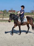 Leuke 5 jarige merrie Cpony 1m31, Merrie, B, 3 tot 6 jaar, C pony (1.27m tot 1.37m)