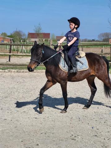 Leuke 5 jarige merrie Cpony 1m31 beschikbaar voor biedingen
