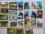 lot van 23 niet beschreven postkaarten met paarden, Collections, Cartes postales | Animaux, Enlèvement ou Envoi