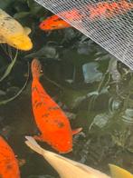 Koi Hi utsuri 50 cm, Dieren en Toebehoren, Vissen | Vijvervissen