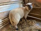 Lammeren, Dieren en Toebehoren, Schapen, Geiten en Varkens, Meerdere dieren, Schaap, 0 tot 2 jaar