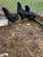 Te koop Araucana kippen., Dieren en Toebehoren