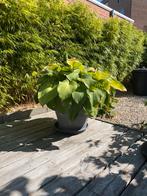 Pot met Hosta Gigantea, Ophalen