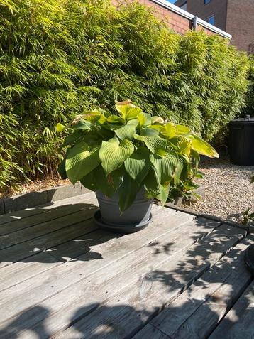 Pot met Hosta Gigantea beschikbaar voor biedingen