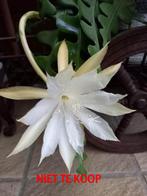 zaagcactus stekjes 5€, Huis en Inrichting, Kamerplanten, Ophalen, Halfschaduw