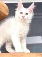 Twee schitterende witte Maine Coon zusjes met stamboom! ️, Dieren en Toebehoren, Kater, Gechipt, 0 tot 2 jaar