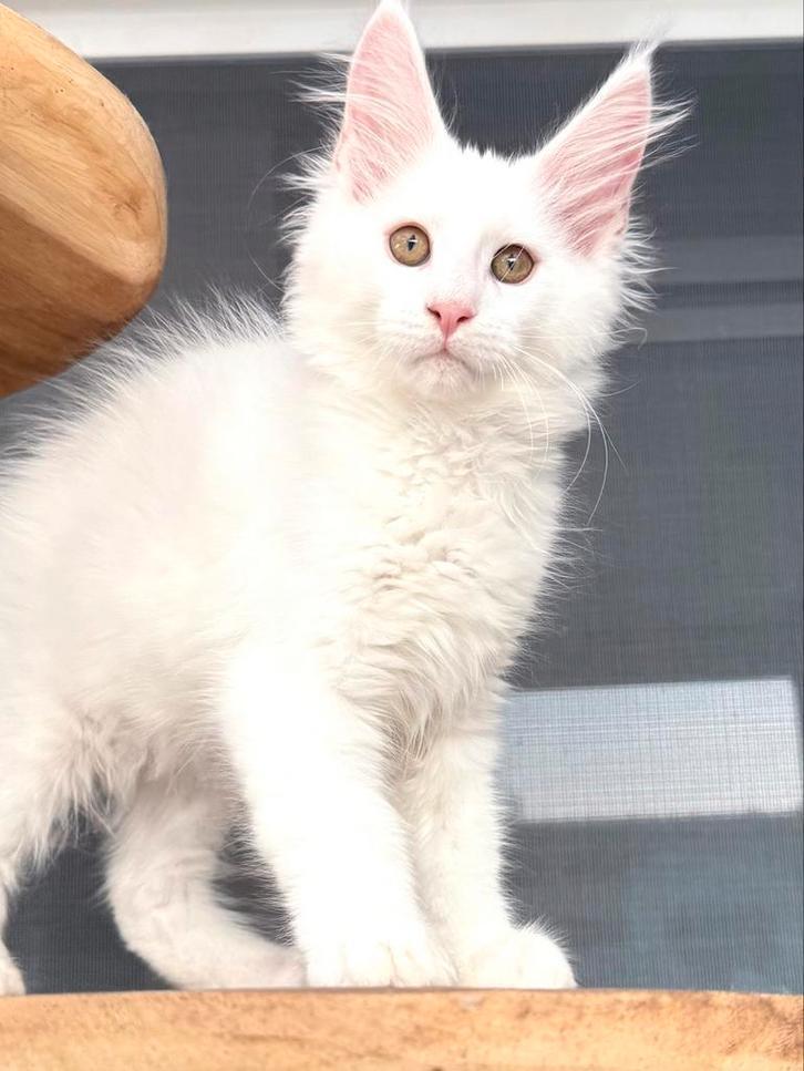 Twee schitterende witte Maine Coon zusjes met stamboom! ️, Dieren en Toebehoren, Katten en Kittens | Raskatten | Langhaar, Kater