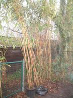 Bamboe PSEUDOSASA japonica ,wintergreen, Tuin en Terras, Ophalen of Verzenden