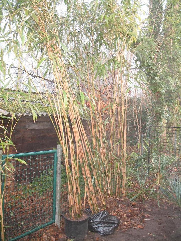 Bamboe PSEUDOSASA japonica ,wintergreen, Tuin en Terras, Planten | Tuinplanten, Ophalen of Verzenden