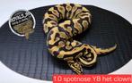 Ball python/python regius/konings python, Dieren en Toebehoren