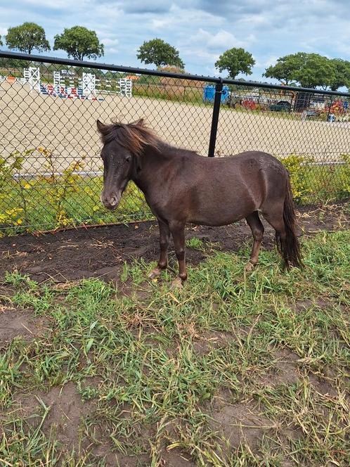 Mini paardje, Dieren en Toebehoren, Pony's, Merrie
