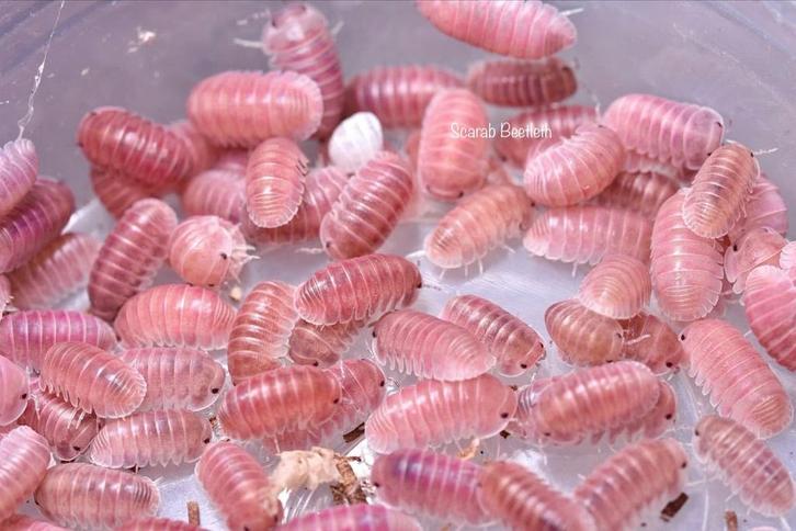 Cubaris sp Sakura, Dieren en Toebehoren, Insecten en Spinnen, Overige soorten