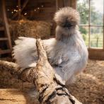 Broedeitjes van mijn Usa zijdehoenders, Dieren en Toebehoren, Pluimvee