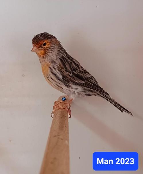 Agaat rood mozaïek kanaries, Dieren en Toebehoren, Vogels | Kanaries, Kleurkanarie, Meerdere dieren