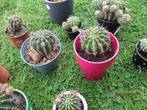 cactussen, Tuin en Terras, Ophalen