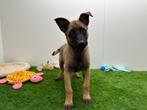 Mechelse Herder pup, Dieren en Toebehoren, België, Reu, CDV (hondenziekte), 8 tot 15 weken