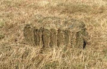 Kleine balen hooi.12 tot 18 kg beschikbaar voor biedingen