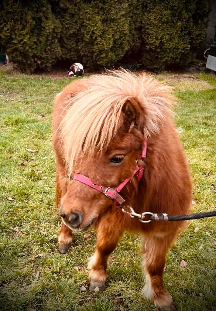 Shetlander pony met veulen, Dieren en Toebehoren, Pony's, Merrie, Zadelmak, A pony (tot 1.17m), 3 tot 6 jaar, Gechipt, Ontwormd