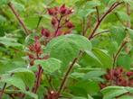 Japanse wijnbes / Framboos, Tuin en Terras, Volle zon, Vaste plant, Ophalen of Verzenden, Zomer