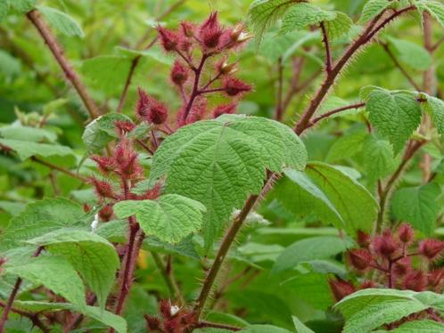 Japanse wijnbes / Framboos, Tuin en Terras, Planten | Tuinplanten, Vaste plant, Fruitplanten, Volle zon, Zomer, Ophalen of Verzenden