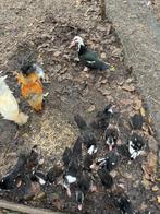 Jonge eenden te koop, Dieren en Toebehoren, Pluimvee, Geslacht onbekend, Eend