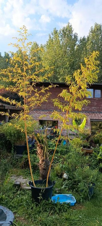 Phyllostachys vivax huanwenzhu inversa beschikbaar voor biedingen