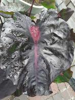 Colocasia redemption, Ophalen of Verzenden