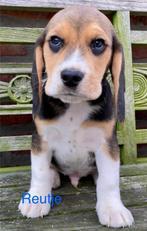 Beagle Tricolor Te Koop, Dieren en Toebehoren, Honden | Beagles, Bassets en Lopende honden, Particulier, CDV (hondenziekte), 8 tot 15 weken