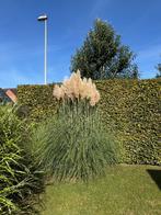 Pampa pluimen te koop, Huis en Inrichting, Ophalen