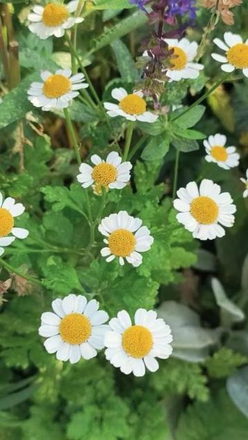 Kleine plantjes moederkruid uitgehaald, bladhoudend !! beschikbaar voor biedingen