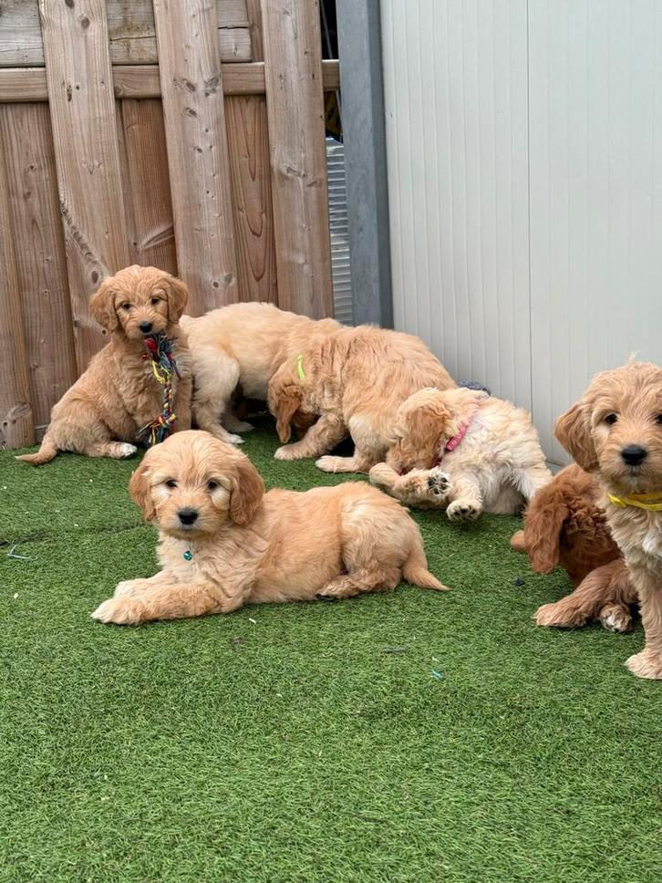 Prachtige medium goldendoodle pups, Animaux & Accessoires, Chiens | Retrievers, Épagneuls & Chiens d'eau, Plusieurs animaux, Autres races