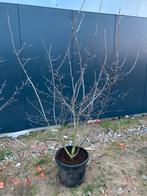 Meerstammige Amelanchier Lamarckii  te koop, Tuin en Terras, Ophalen
