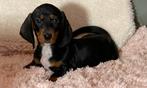 teckel pups,teckels,dwerg/kaninchen, Animaux & Accessoires, Chiens | Teckels & Bassets, Plusieurs, Belgique, 8 à 15 semaines, Parvovirose