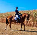 Toffe brave merrie als wandel of gezelschapspaard, Animaux & Accessoires, Chevaux, Z, 11 ans ou plus, 165 à 170 cm, Jument