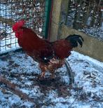 2 hanen te koop, Dieren en Toebehoren, Mannelijk, Kip