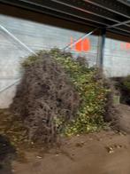 Beuken haag rood groen carpinus betulus, Tuin en Terras, Planten | Struiken en Hagen, Ophalen, Haagbeuk, Haag