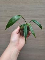 Anthurium eminens, Ophalen of Verzenden