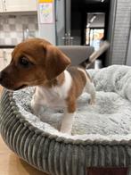 Vrolijke jack russel pups uit geteste ouders, Dieren en Toebehoren, Honden | Jack Russells en Terriërs, België, Fokker | Hobbymatig