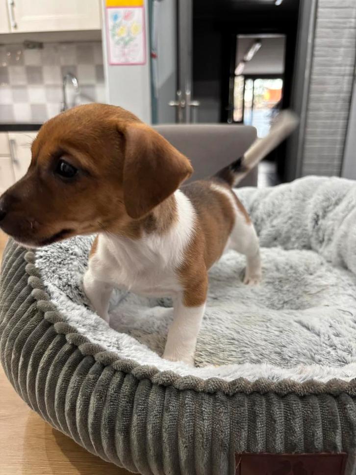 Vrolijke jack russel pups uit geteste ouders, Dieren en Toebehoren, Honden | Jack Russells en Terriërs, Meerdere dieren, Jack Russell Terriër