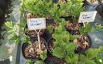 Hydrandea's in soorten., Tuin en Terras, Planten | Tuinplanten, Zomer, Overige soorten, Ophalen, Volle zon
