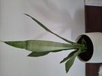 Sanseveria Moonshine, Huis en Inrichting, Ophalen of Verzenden