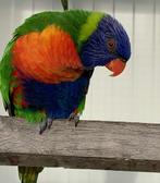 prachtig bewezen koppel lori's van de blauwe bergen, Dieren en Toebehoren, Vogels | Parkieten en Papegaaien, Geringd