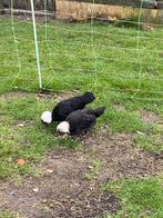 Hollandse kuifhoen, Dieren en Toebehoren, Pluimvee, Meerdere dieren, Kip