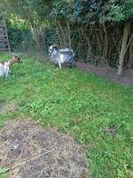 dwerggeitje, Dieren en Toebehoren