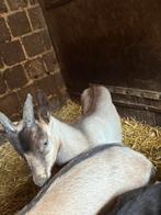 Geite bokken te koop, Dieren en Toebehoren, Schapen, Geiten en Varkens, Mannelijk, Geit, 0 tot 2 jaar
