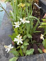 Planten zwemvijver, Tuin en Terras, Vijvers, Ophalen