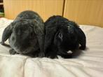2 rex hangoor voedsters, Dieren en Toebehoren, Konijnen, Hangoor
